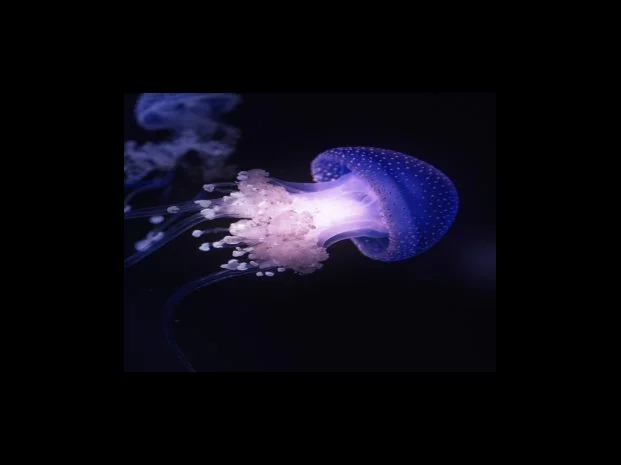 버버리 스카프 디테일