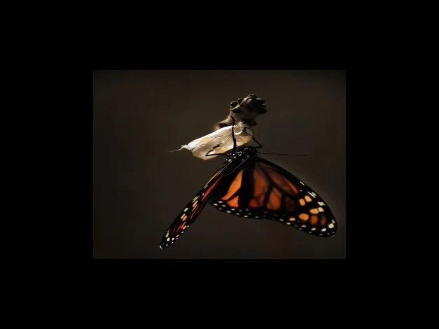 인스타그램 생일재고요청