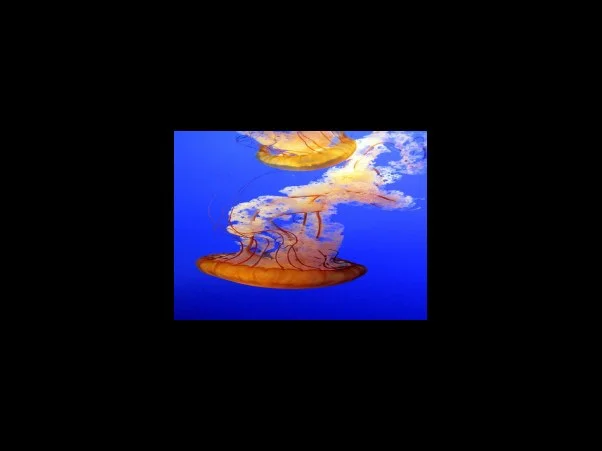 새마을구판장, 조양마트