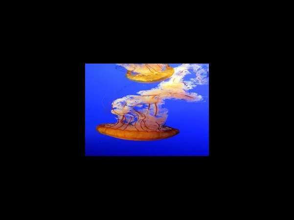 퇴직연금 가입은 의무인가?