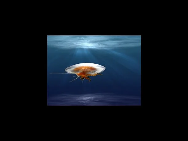 조건제시유예제도