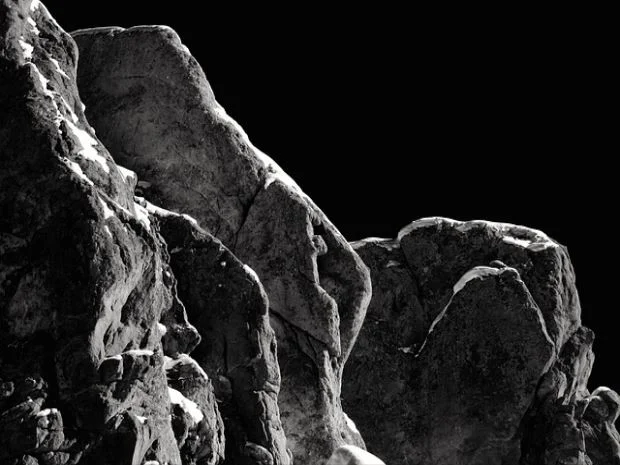 초보자가 키우기 쉬운 식물 권장 파키라