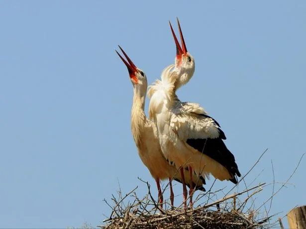 신세계상품권 온라인 전환