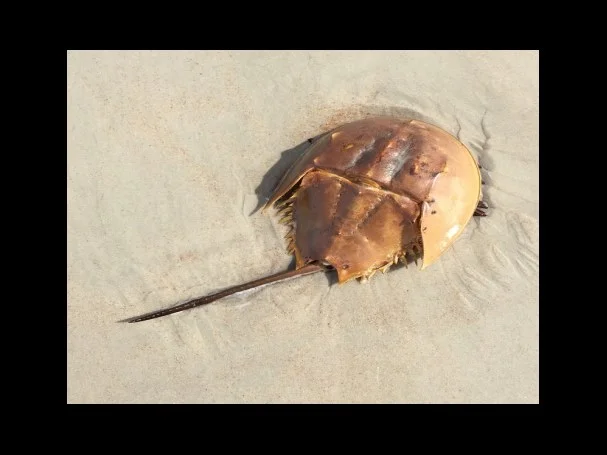 3급 소방안전관리대상물의 범위 및 소방안전관리자의 자격