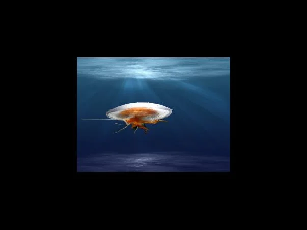 올바른 양배추 섭취법