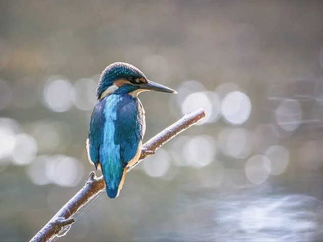 기술경력 확인 절차 진행