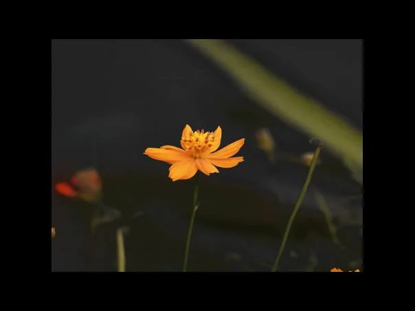 흉몽 이빨빠지는꿈해몽