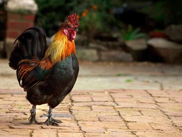 장생포모노레일