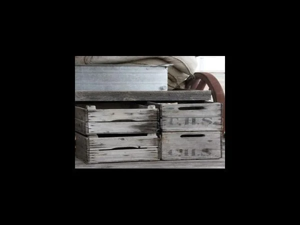 아보카도 물주기