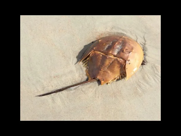 인천 드림포청년입출금 예금잔고 지원내용